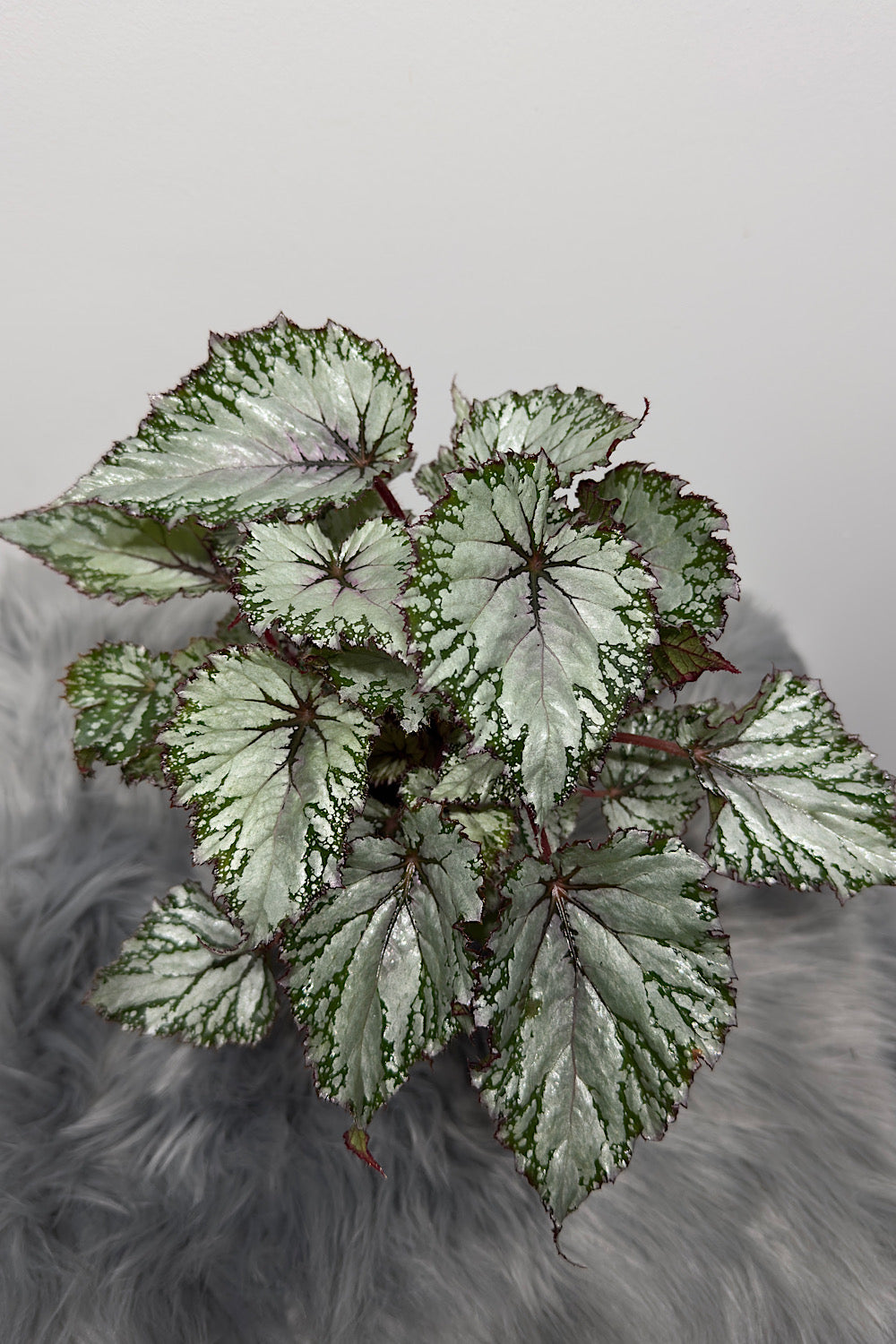 Begonia Beleaf 7