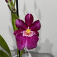 Orhideja Miltoniopsis 2