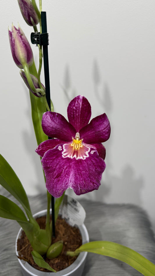 Orhideja Miltoniopsis 2