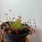 Mušķērājs Drosera 2