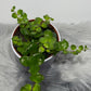 Aeschynanthus Pink Polka/ Lipstick plant