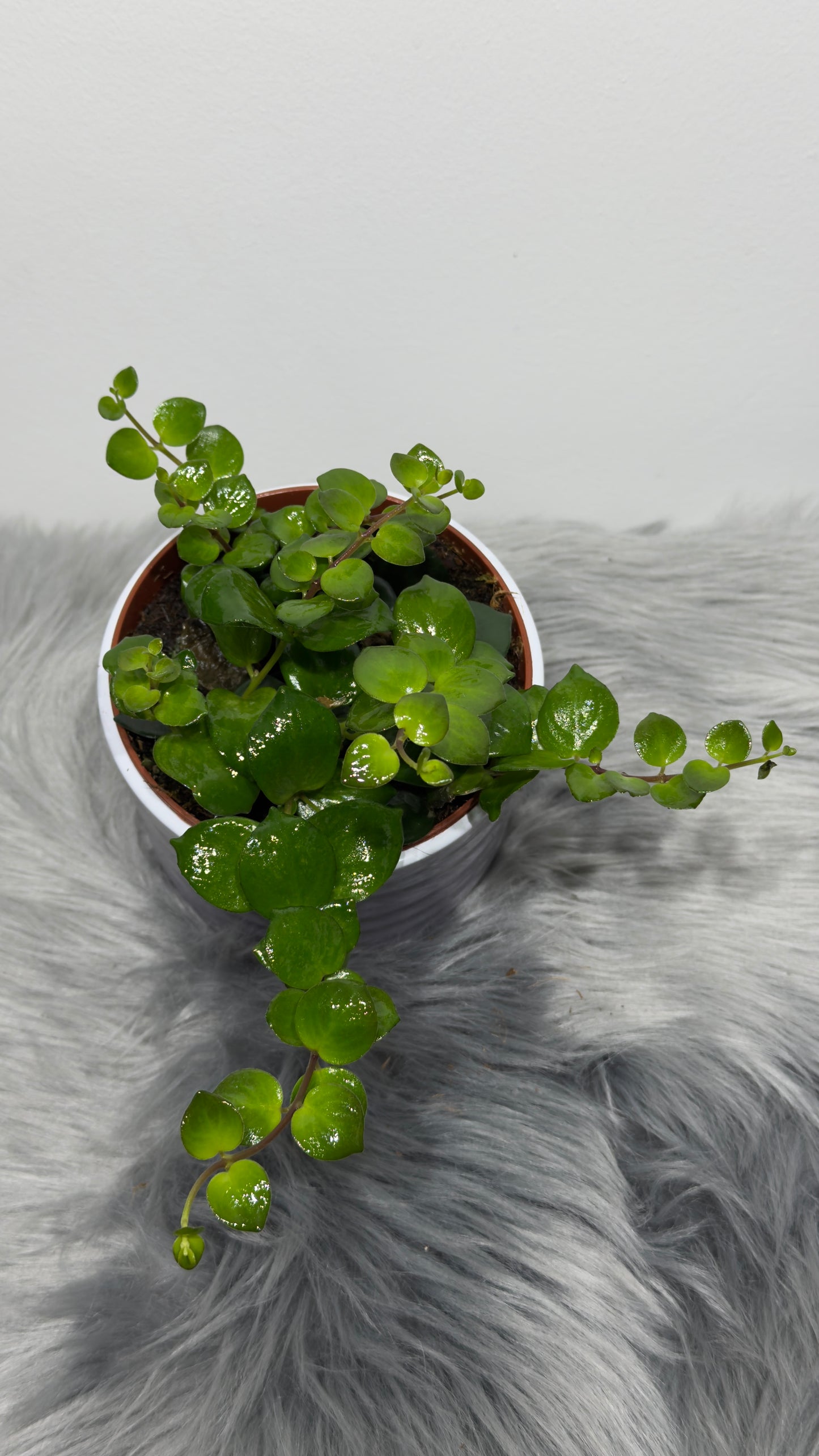 Aeschynanthus Pink Polka/ Lipstick plant
