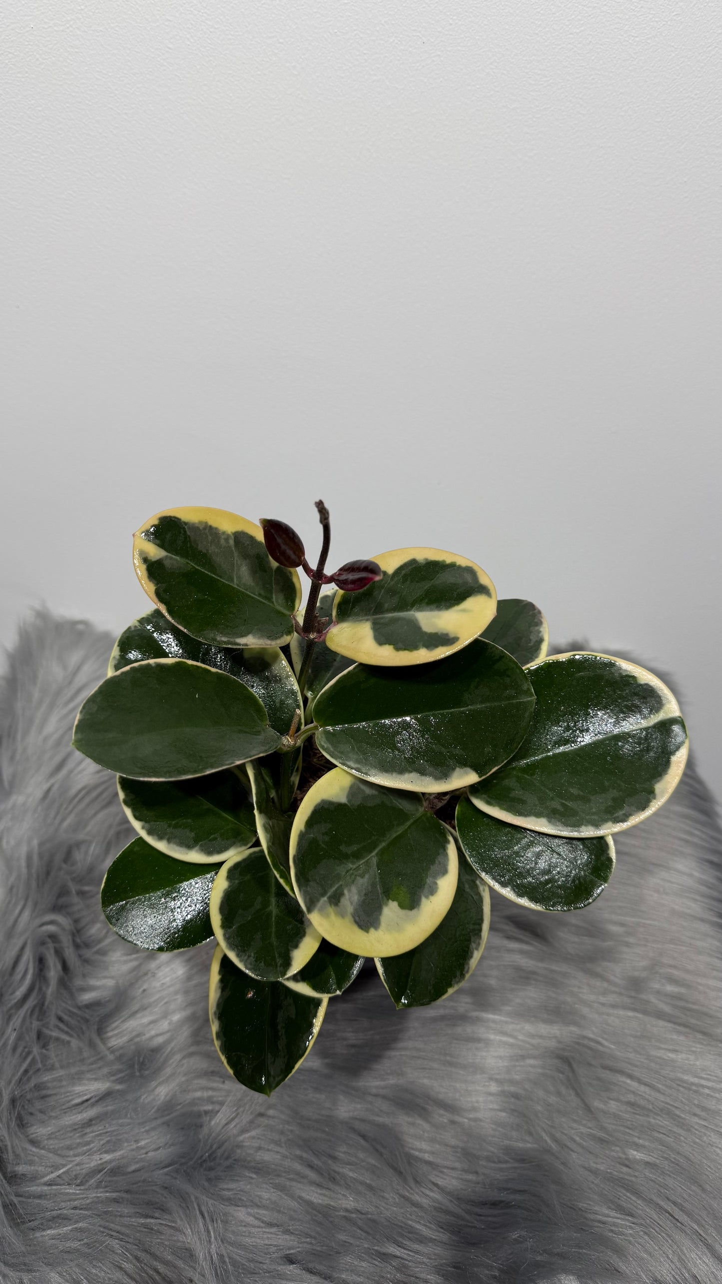 Hoya Australis Blondie