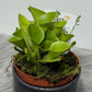Mušķērājs Heliamphora