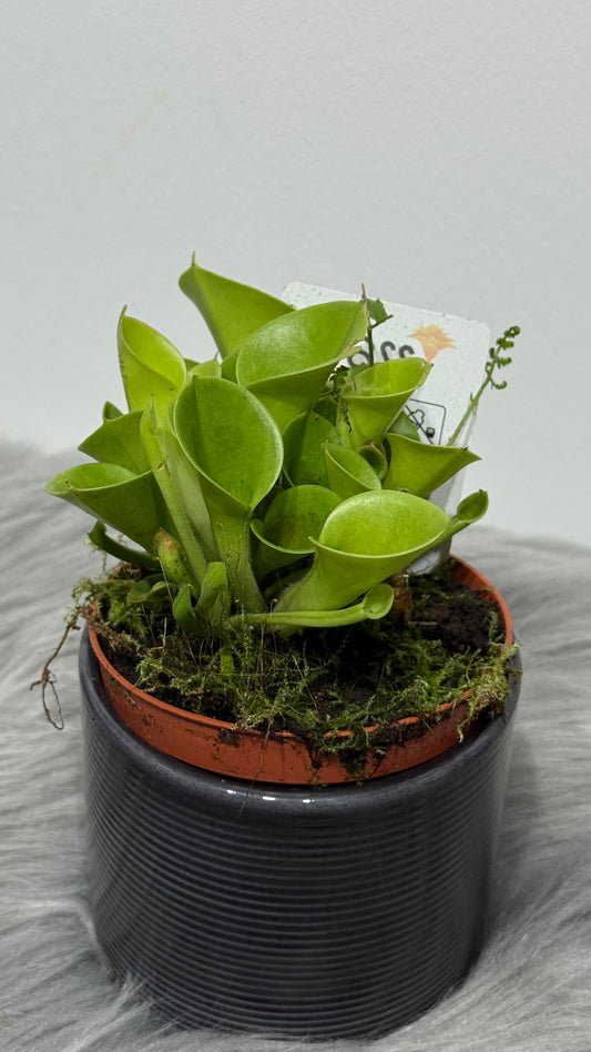 Mušķērājs Heliamphora