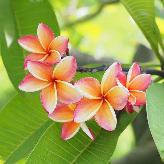 Plumeria Rubra Hawaiian 2