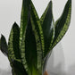 Sansevieria trifasciata Whitney