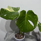 Monstera Thai Constellation 7