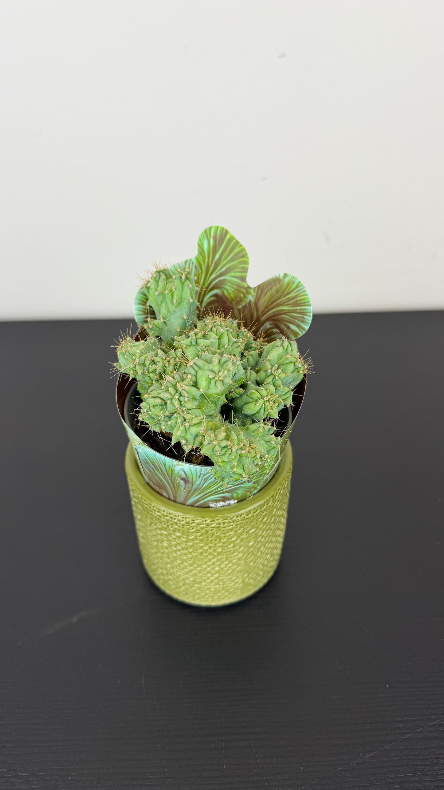 Myrtillocactus geometrizans