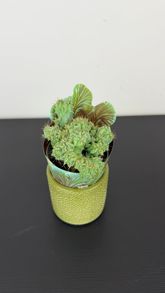 Myrtillocactus geometrizans