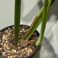 Monstera Thai Constellation 5
