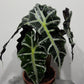 Alocasia Polly