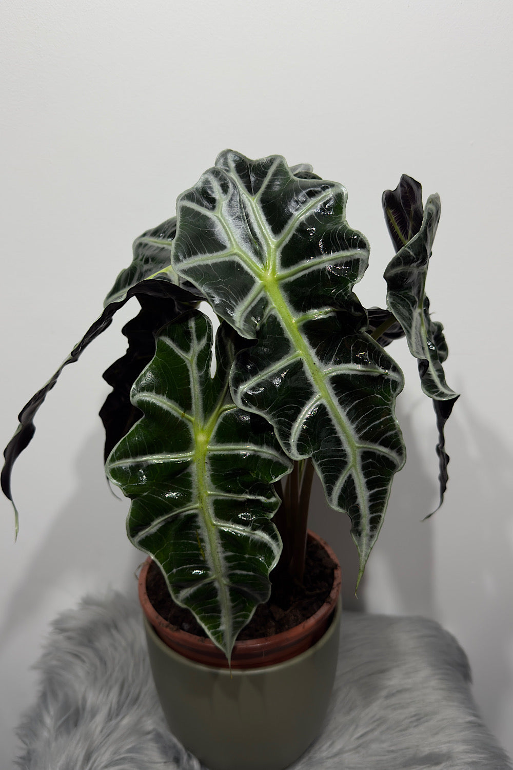 Alocasia Polly
