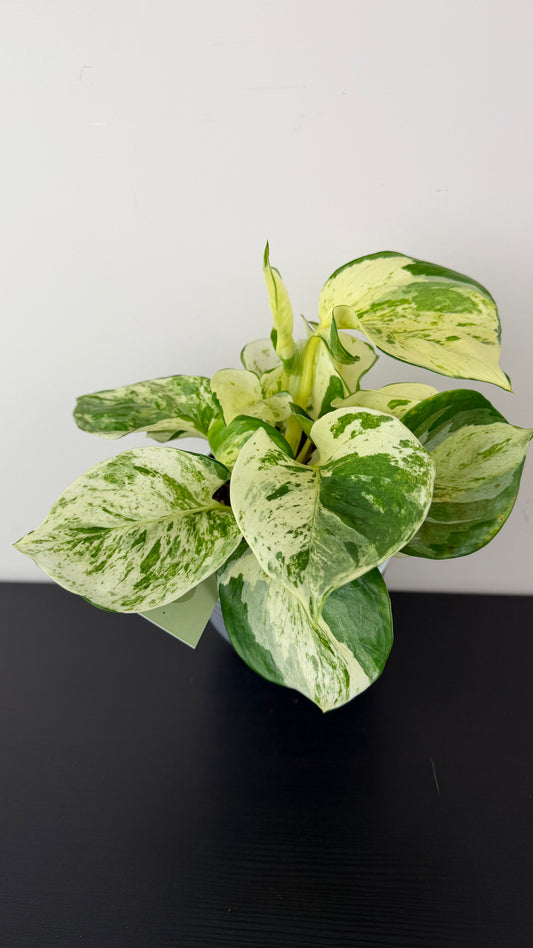Epipremnum Manjula
