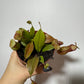 Mušķērājs Nepenthes 'Gaya'