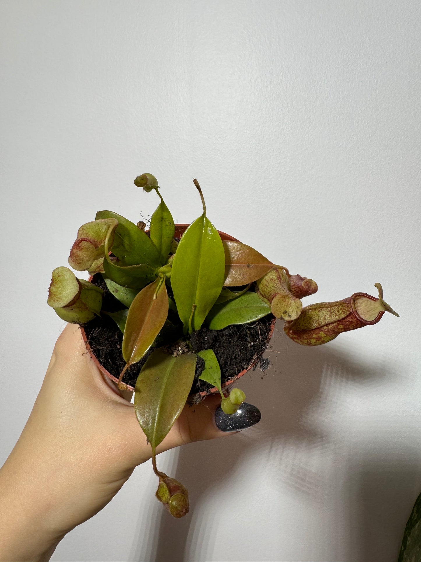 Mušķērājs Nepenthes 'Gaya'