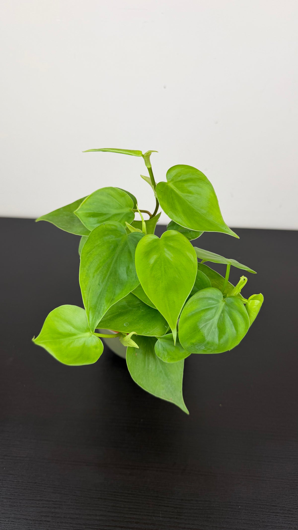 Philodendron Scandens