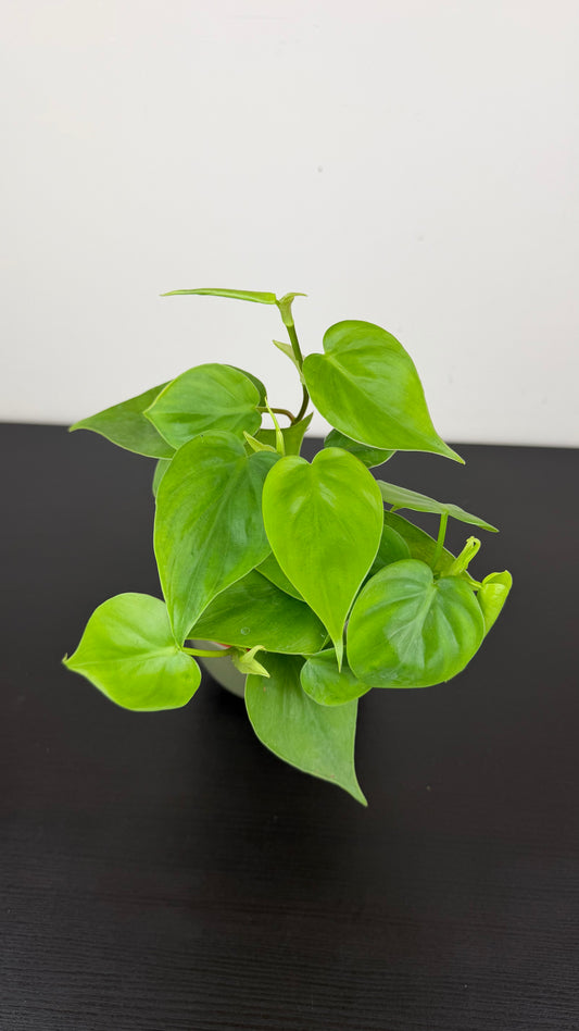 Philodendron Scandens