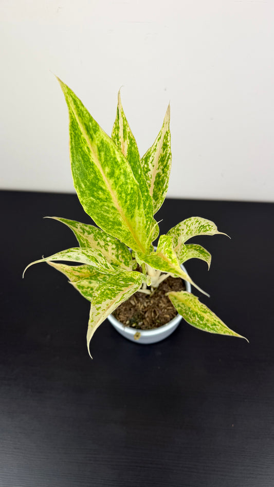 Aglaonema 11