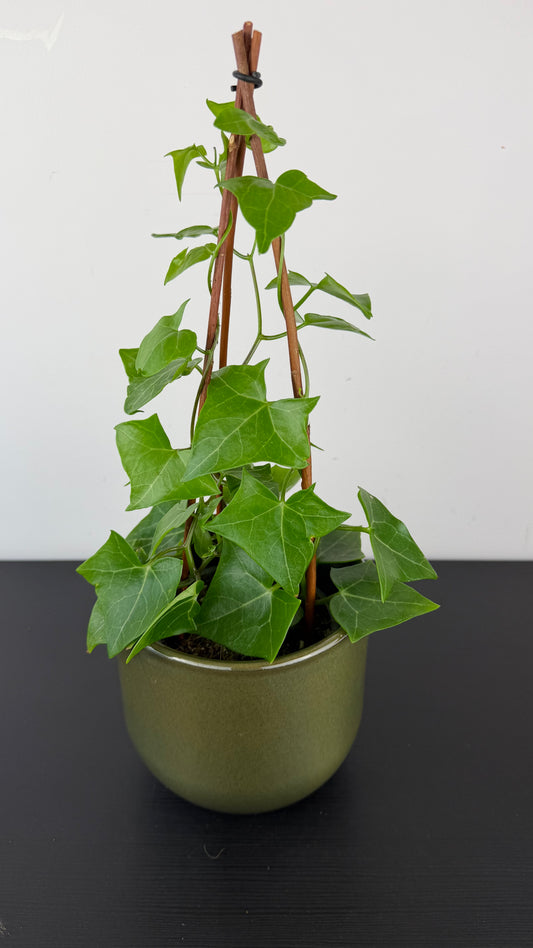 Senecio Macroglossus