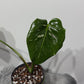 Monstera Thai Constellation 5