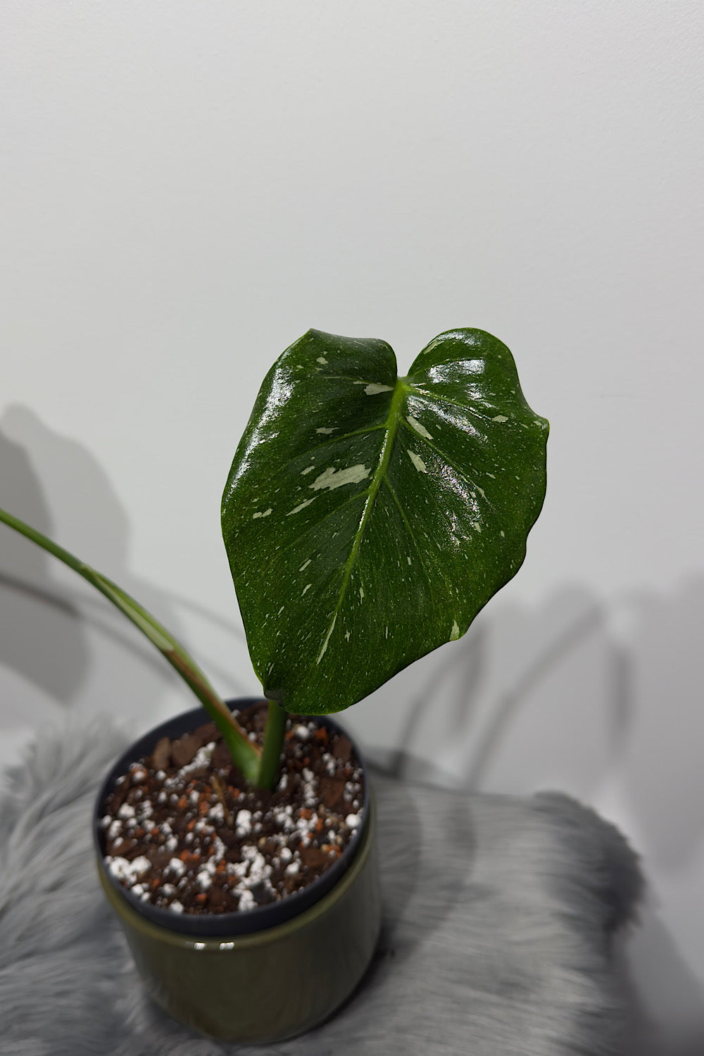 Monstera Thai Constellation 5
