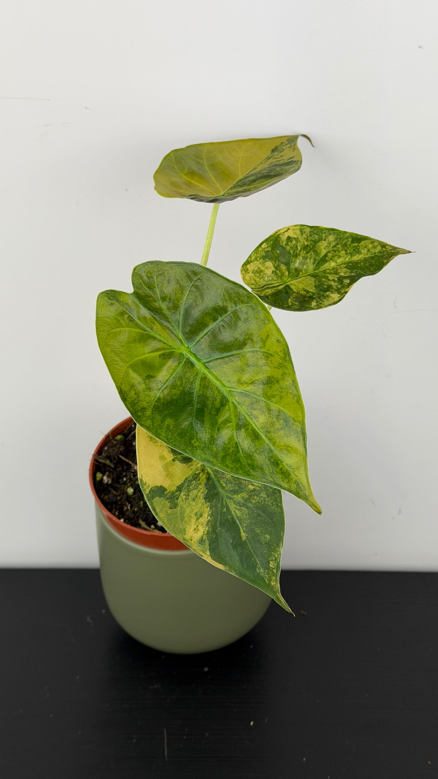 Alocasia Wentii Aurea
