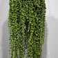 Senecio Rowleyanus