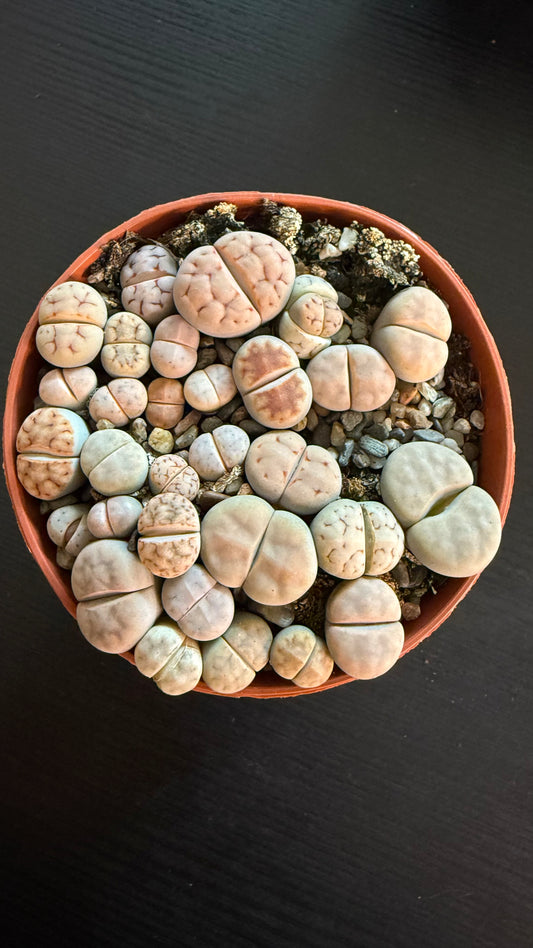Lithops 3