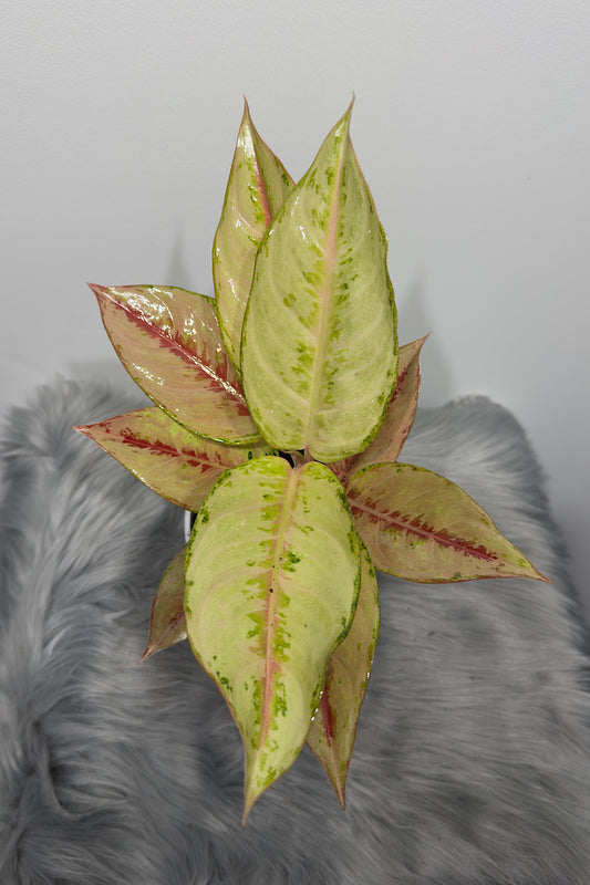 Aglaonema 14