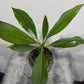 Plumeria Rubra Hawaiian 1