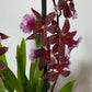 Orhideja Cambria 17 - www.augi-plants.lv