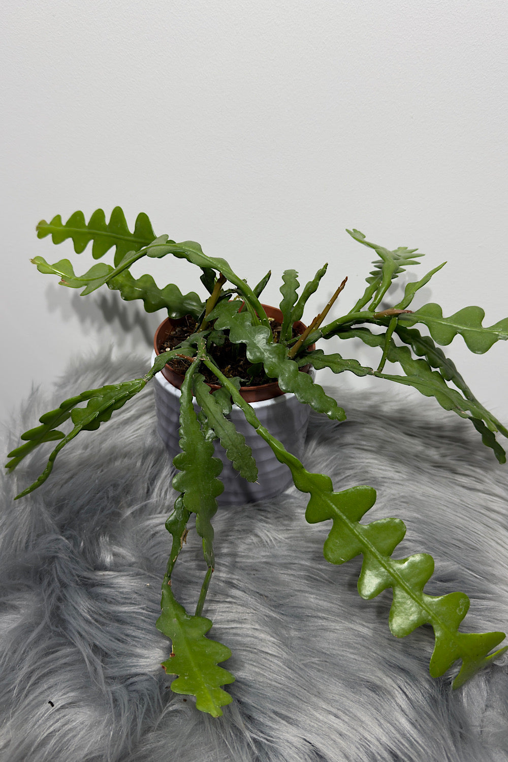 Epiphyllum Anguliger