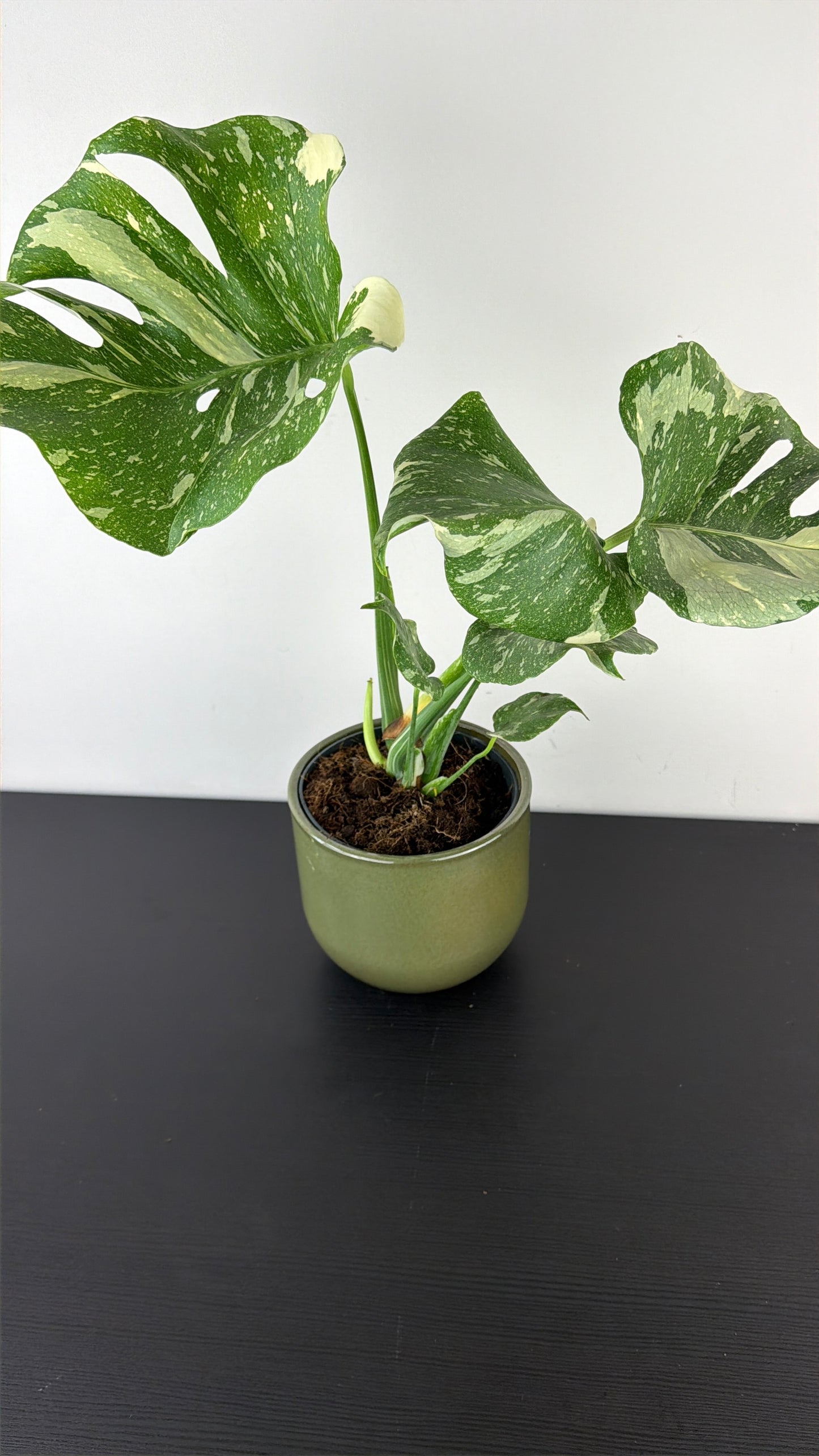 Monstera Thai Constellation