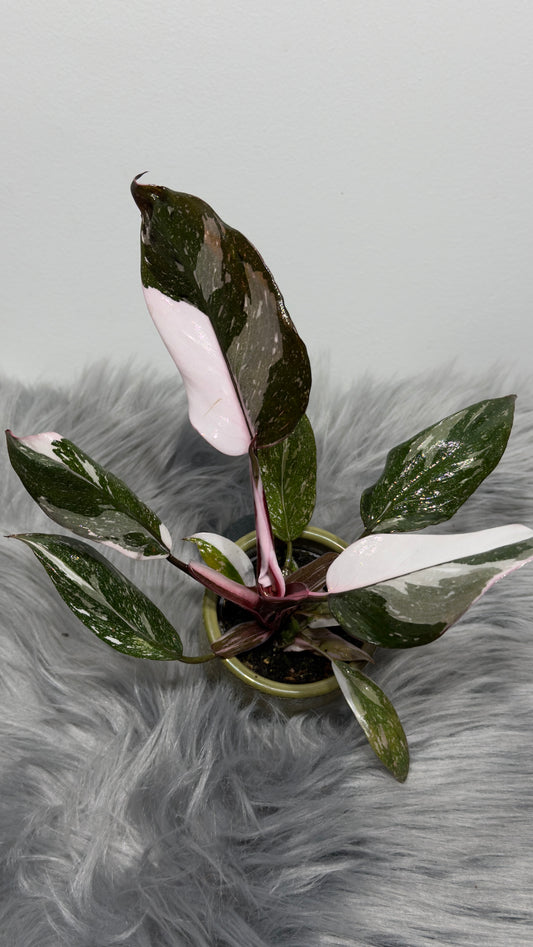 Philodendron Red Anderson