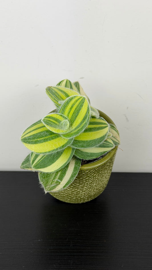 Tradescantia Sillamontana Variegata
