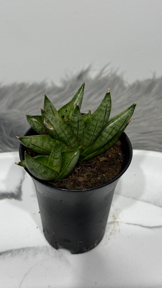 Sansevieria 9