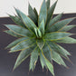 Agave Shaka Zulu