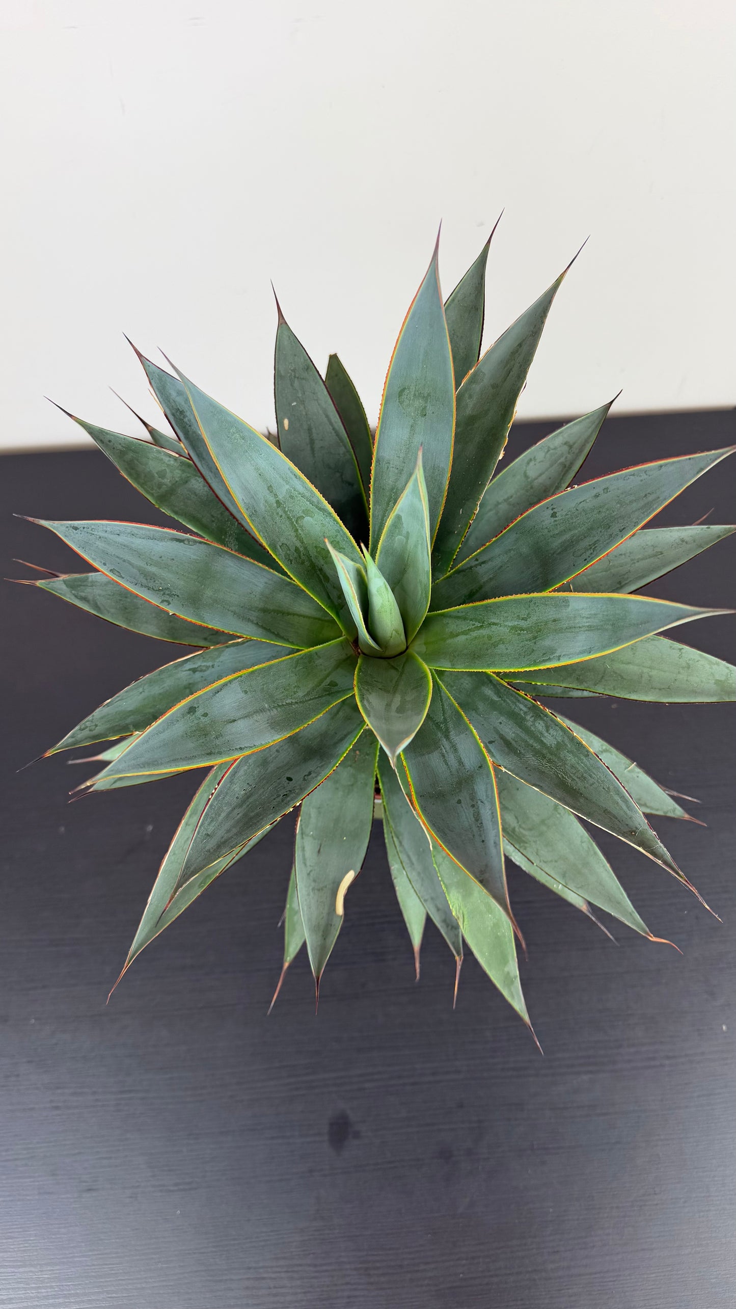 Agave Shaka Zulu