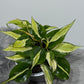 Philodendron Rio