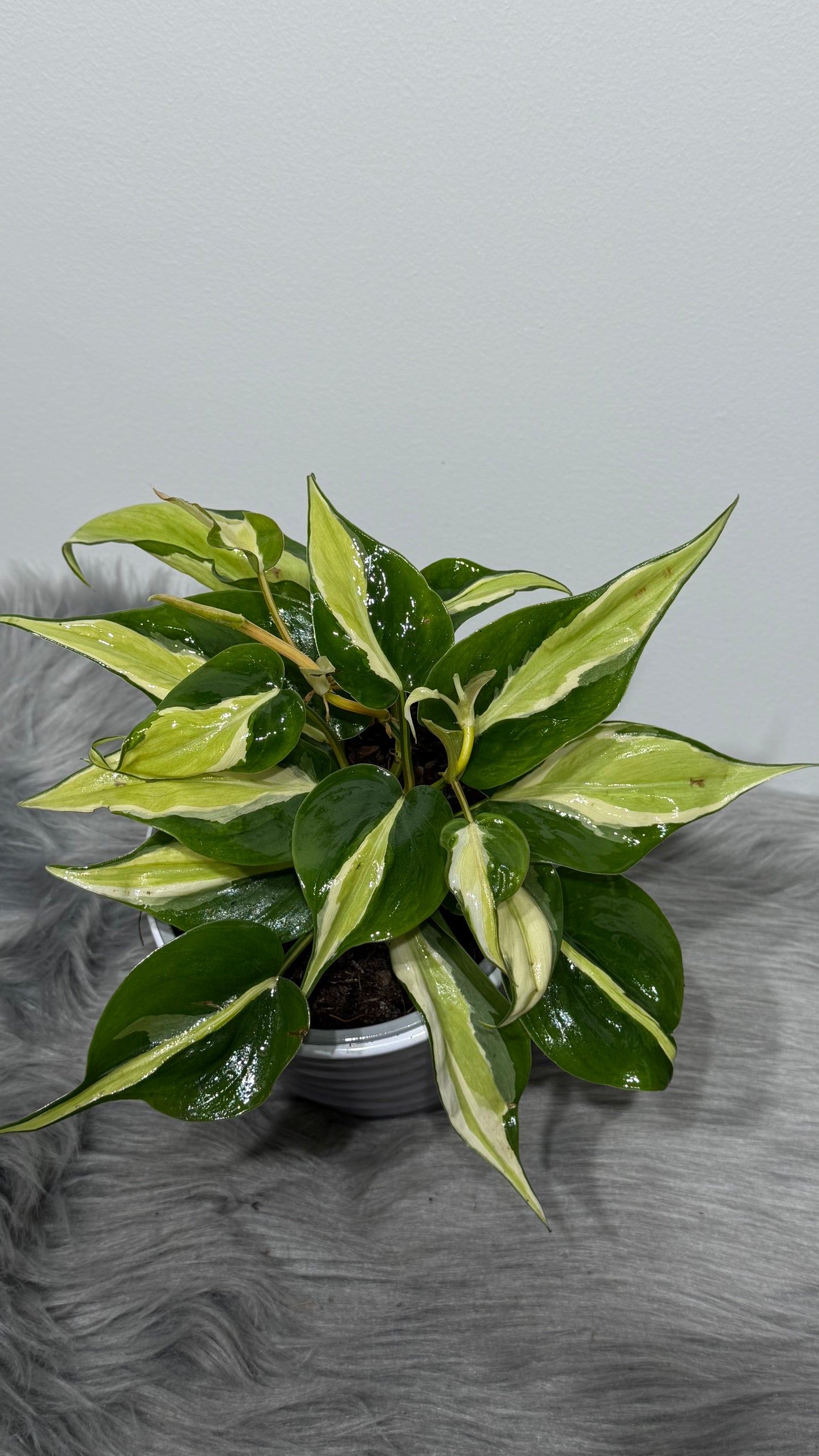 Philodendron Rio