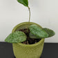 Hoya Sigillatis Silver