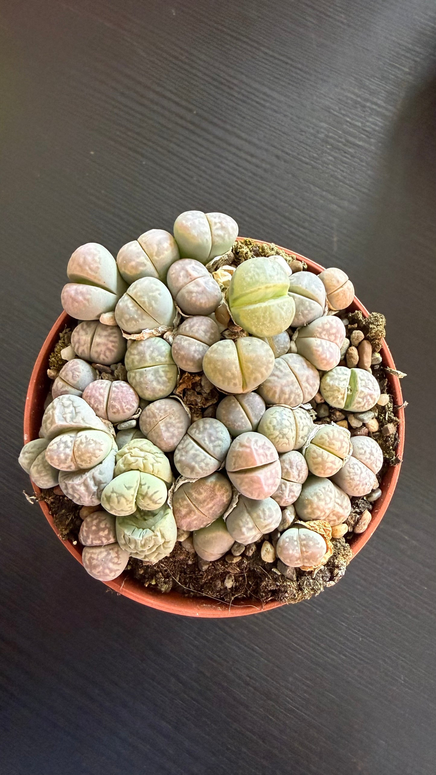 Lithops 5