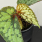 Begonia Lucifer