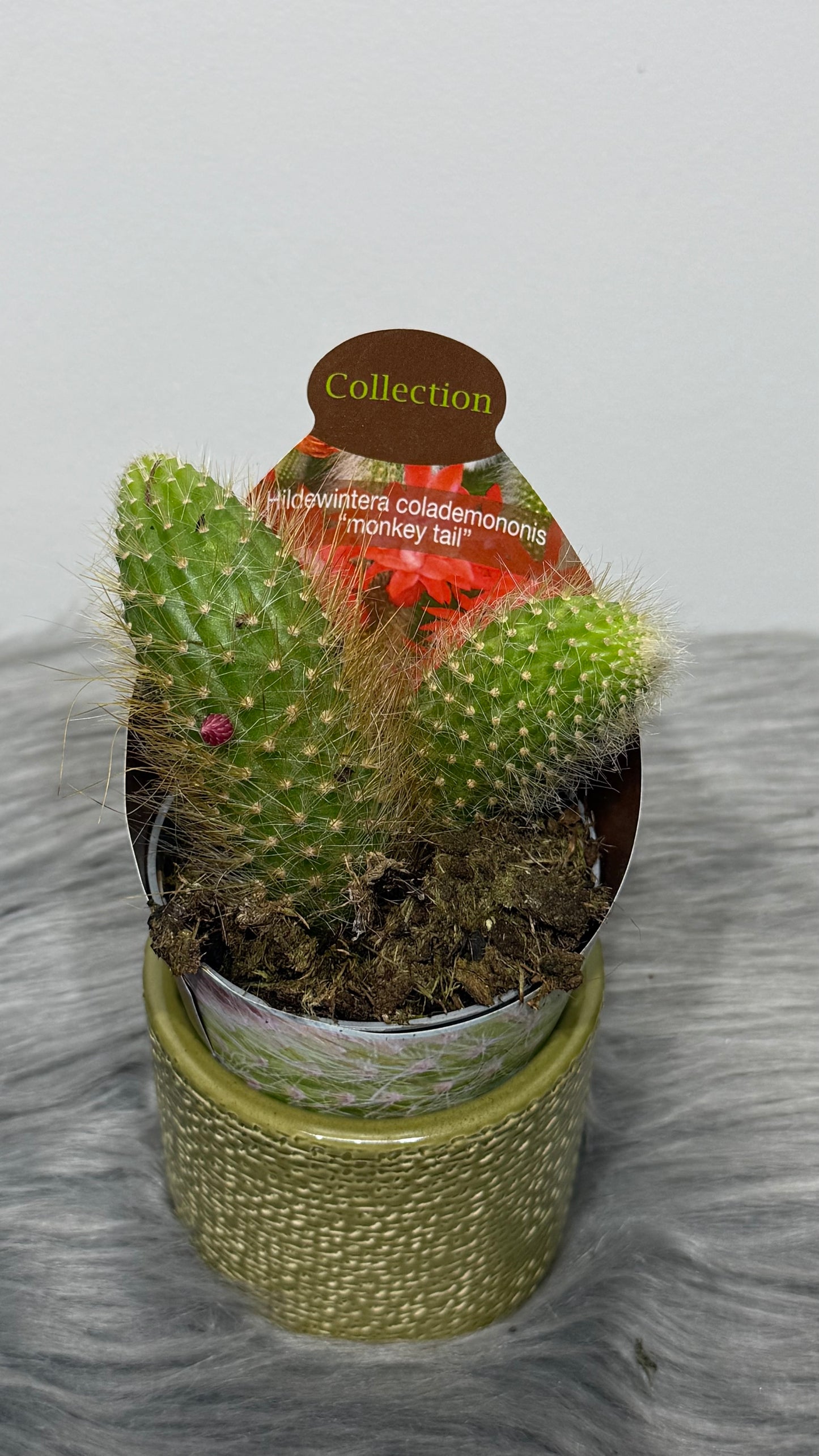 Hildewintera Colademonon