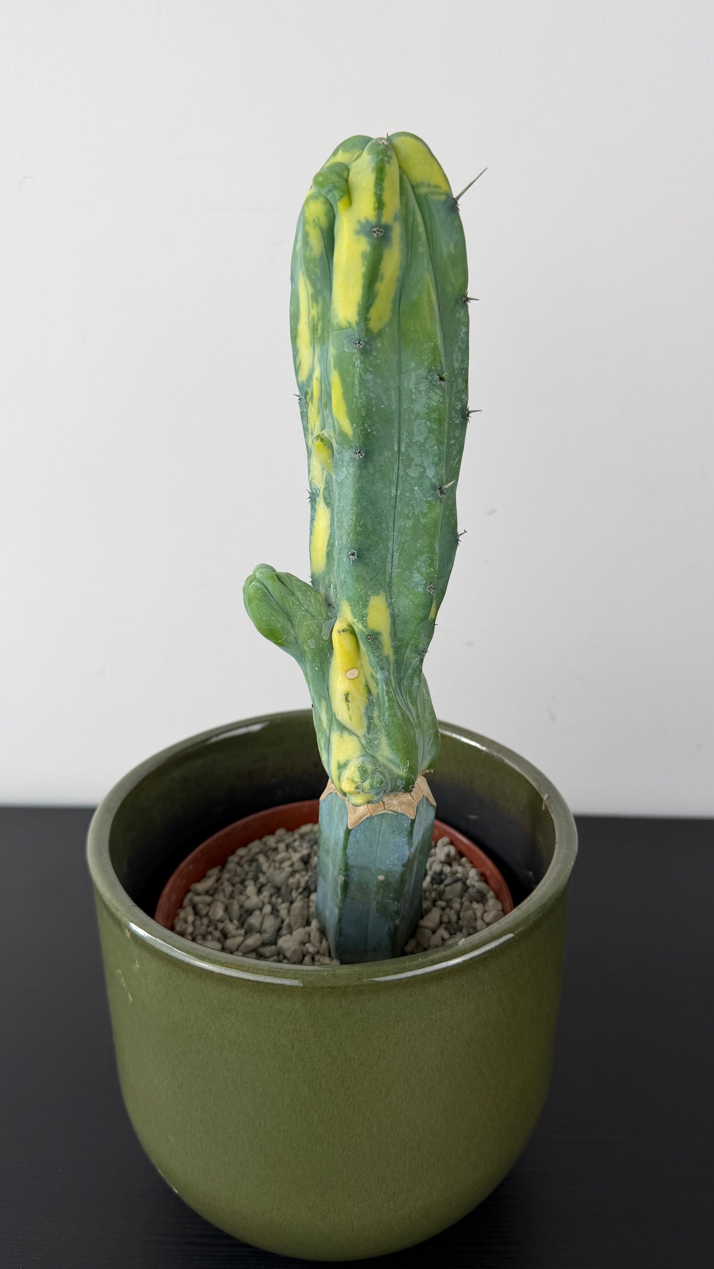 Myrtillocactus Geometrizans 'Fred' Variegated