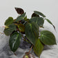 Philodendron Micans