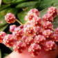 Hoya gracilis - www.augi-plants.lv