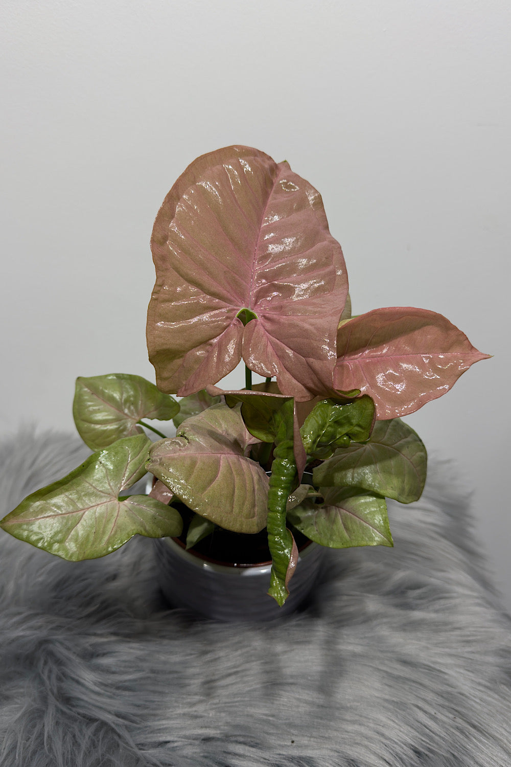 Syngonium Neon