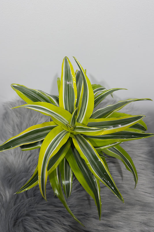 Dracaena 1